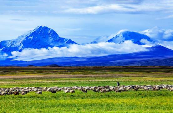 《雪山脚下牧羊曲》+王泗荣